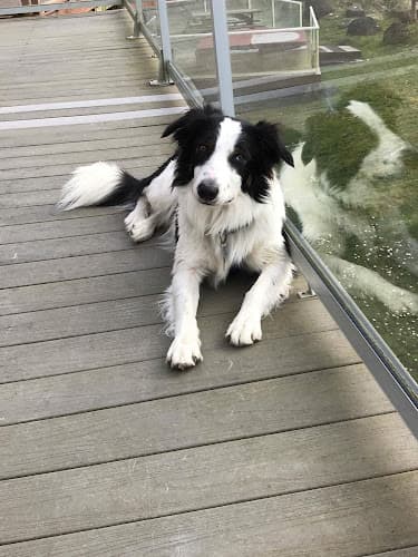 Pet boarding service My Pet's Veterinary Urgent Care and Wellness Kirkland