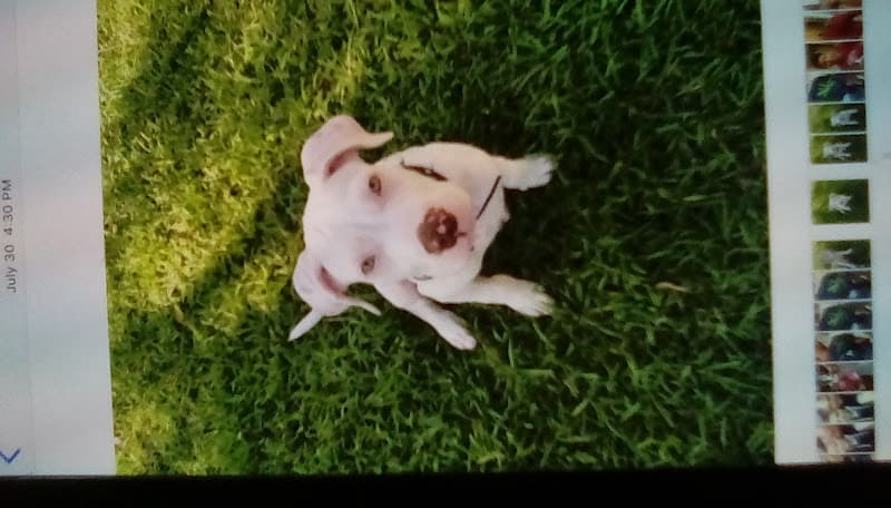 Pet boarding service Mypet2vet Garden Grove