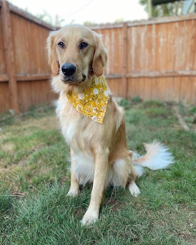 Pet boarding service Nature's Pet Market Salem Salem