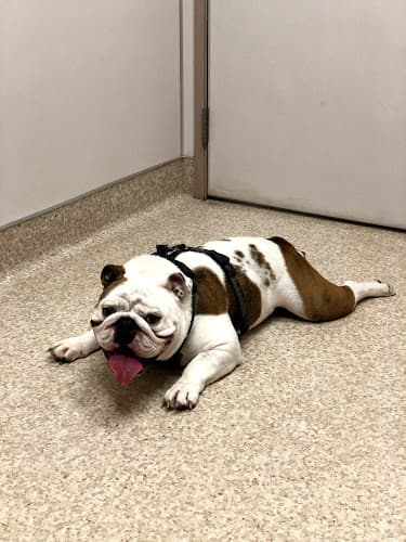 Pet boarding service Neighborhood Pet Clinic Vancouver