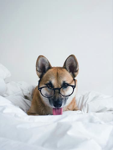 Pet boarding service NEKO Cat Cafe Bellingham Bellingham