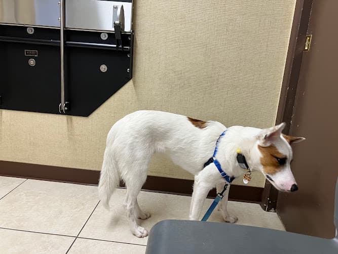 Pet boarding service Newport Mesa Animal Hospital Costa Mesa