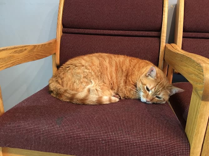 Pet boarding service Nob Hill Cat Clinic San Francisco