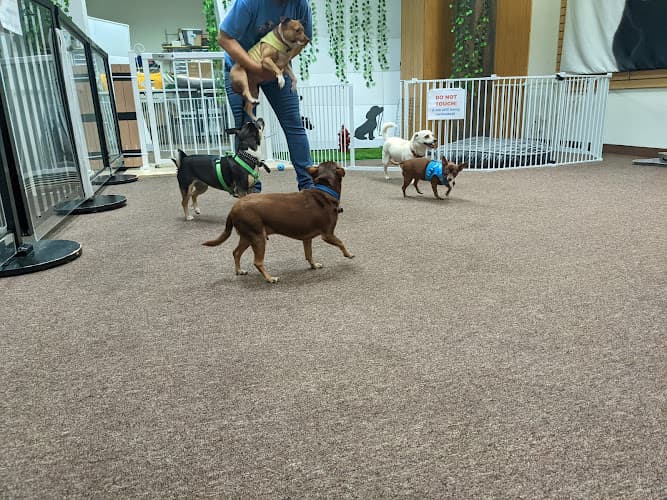 Pet boarding service Nobody's Perfekt Dogs and Cats Rescue San Leandro
