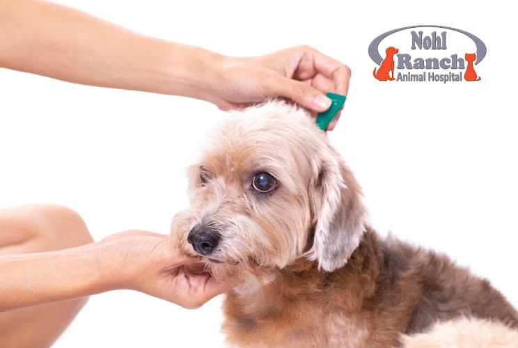 Pet boarding service Nohl Ranch Animal Hospital Orange