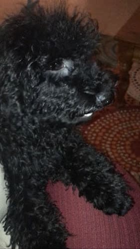 Pet boarding service Norcal Cocker Rescue Sacramento