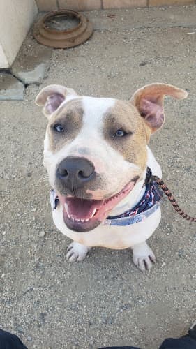 Pet boarding service North Central Animal Shelter Los Angeles