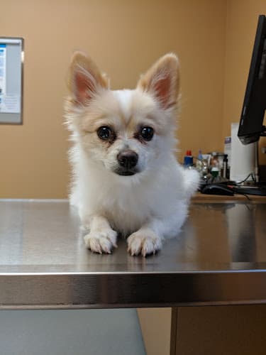 Pet boarding service North Creek Pet Hospital Kirkland