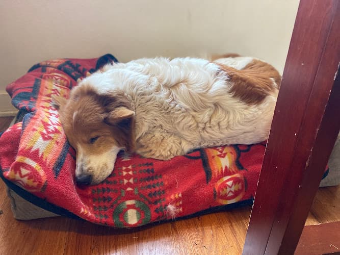 Pet boarding service North Spokane Mobile Veterinary Clinic Spokane