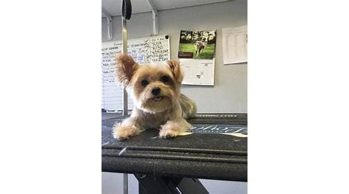 Pet boarding service North Tustin Veterinary Clinic Santa Ana