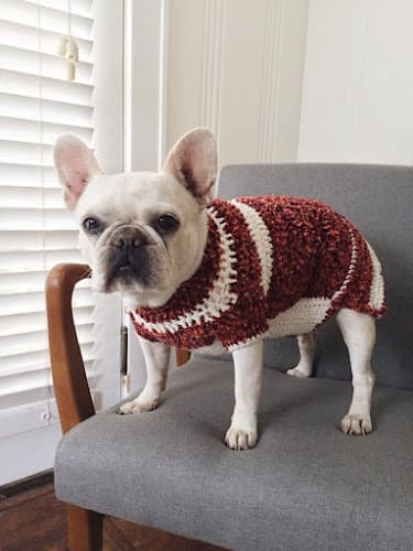 Pet boarding service Northern Star Mills Chico