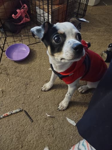 Pet boarding service Northwest Spay & Neuter Center Tacoma