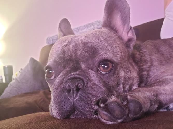 Pet boarding service OakVet Animal Specialty Hospital Oakland