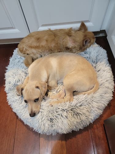 Pet boarding service OC Animal Care Santa Ana