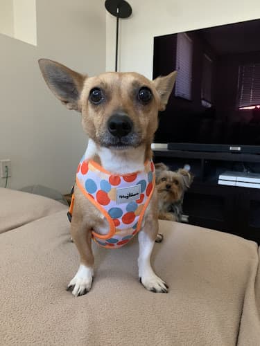 Pet boarding service Off the Leash Modern Pet Provisions Glendale