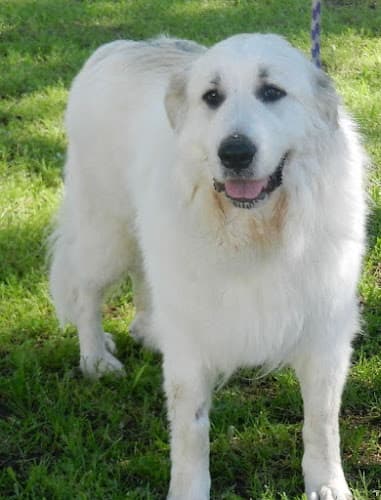 Pet boarding service Old Towne Animal Hospital Sacramento