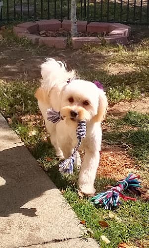 Pet boarding service Olly’s Dog Grooming San Jose