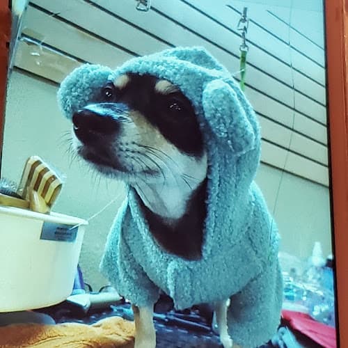 Pet boarding service Olympic Pet Shop Los Angeles