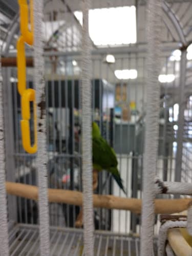 Pet boarding service Our Feathered Friends San Diego