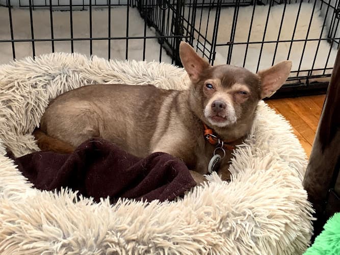 Pet boarding service Overland Veterinary Clinic Los Angeles