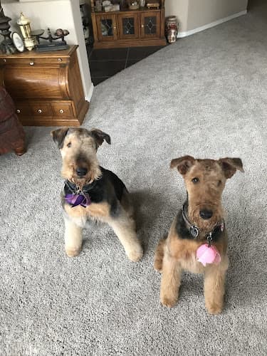 Pet boarding service Pacific Pet Parlour San Marcos