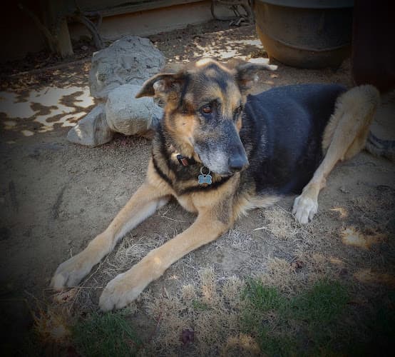 Pet boarding service Pamoist Pet Hospital Fresno