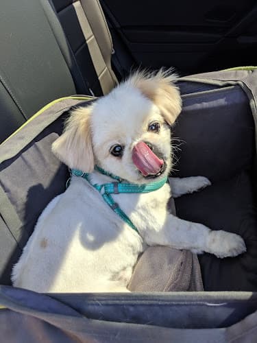 Pet boarding service Paris' Pampered Pets Vista