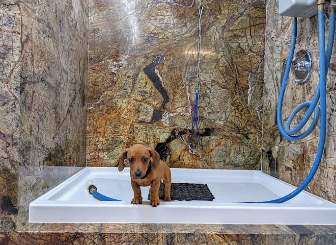 Pet boarding service Paw Lounge Westminster