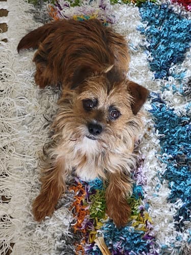 Pet boarding service Paw Works Veterinary Hospital Thousand Oaks