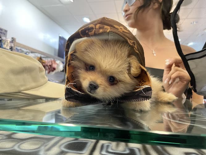 Pet boarding service Pawfect vybz El Cajon