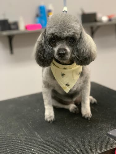 Pet boarding service Pawlished Pet Spa & Boutique Visalia