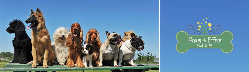 Pet boarding service Paws & Effect Pet Spa Santa Monica