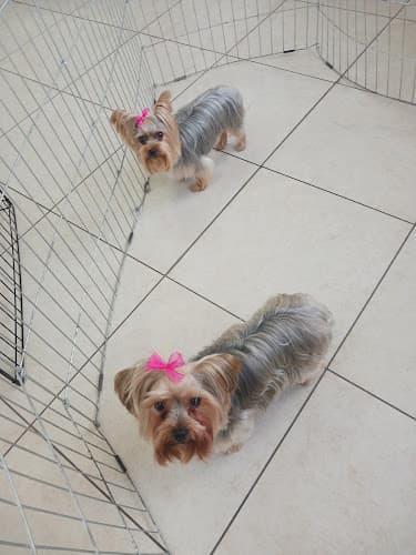 Pet boarding service Paws-N-Style Oxnard