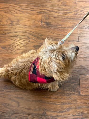 Pet boarding service Paws on the Plaza San Diego