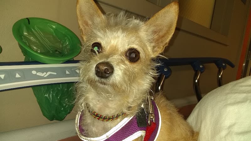 Pet boarding service Paws Pets Are Wonderful Support San Francisco