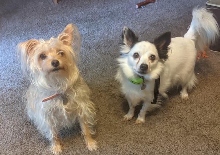 Pet boarding service PAWS Wildlife Center (Progressive Animal Welfare Society) Seattle