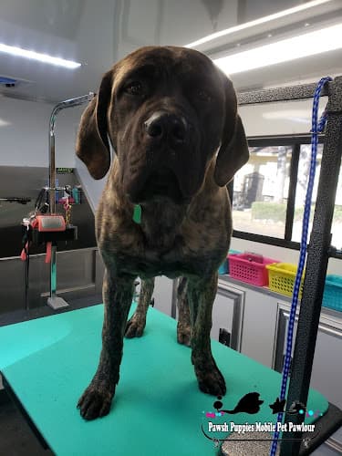 Pet boarding service Pawsh Puppies Mobile Pet Pawlour Spokane Valley