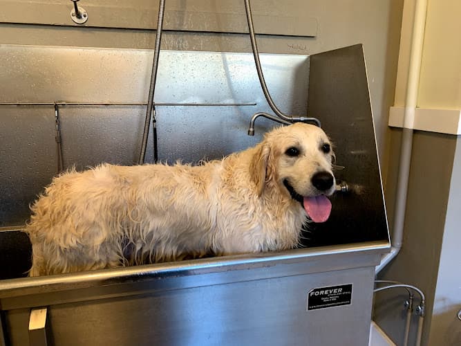 Pet boarding service Pawtrero Hill BathHouse & Feed San Francisco