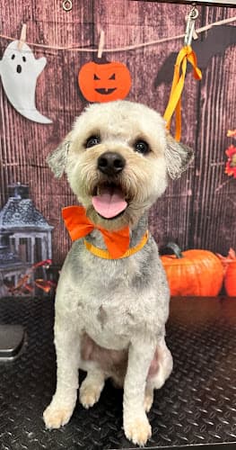 Pet boarding service Peanuts Precious Paws Dog Grooming Bakersfield