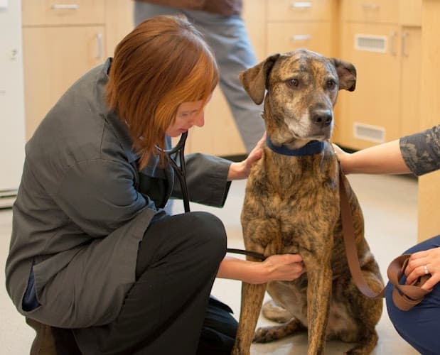 Pet boarding service Pearl Animal Hospital Portland