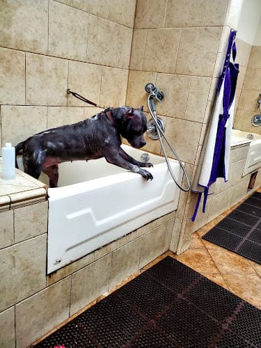 Pet boarding service Pet Club Emeryville Oakland