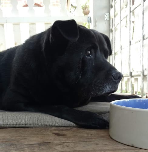 Pet boarding service Pet Department Store Sacramento