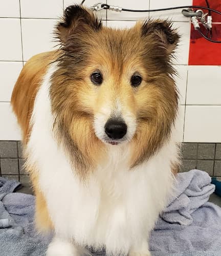 Pet boarding service Pet Food Express San Francisco