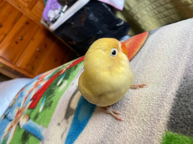 Pet boarding service Pet Shop JC Gomez El Monte