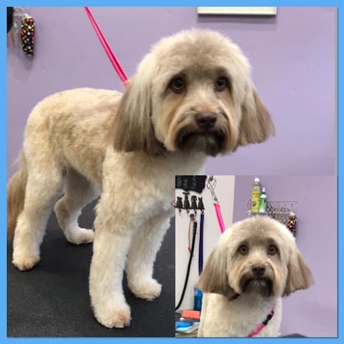 Pet boarding service Pet Stylista Sacramento