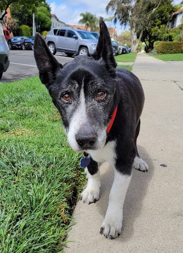 Pet boarding service PetCare LB Los Angeles