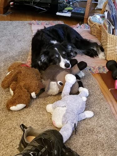 Pet boarding service Petco Richmond