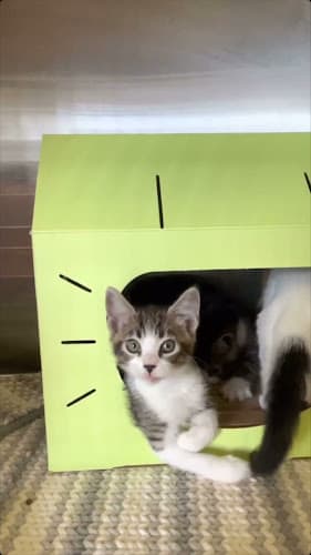 Pet boarding service Petique, Inc Ontario