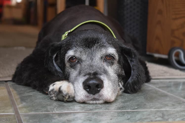 Pet boarding service Petite Pet Parlour San Marcos