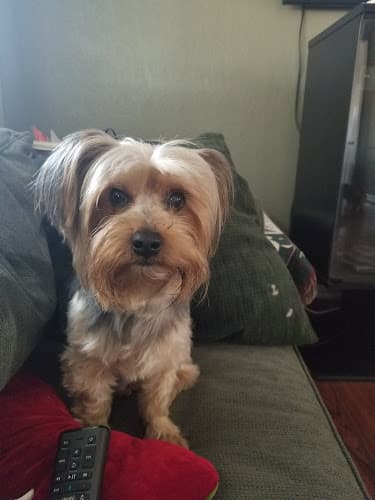 Pet boarding service Pet's Paradise Sacramento